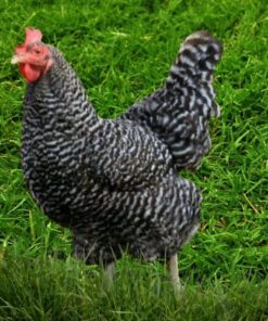 Cuckoo Maran For Sale