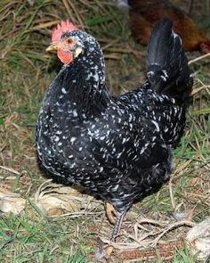 Ancona ChickensFor Sale