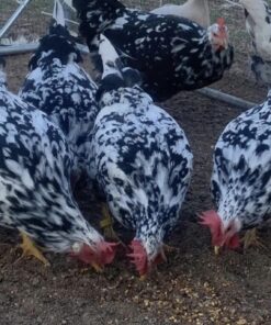 Leghorn (Exchequer) For Sale