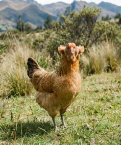 Araucana For Sale