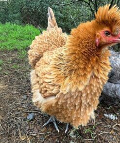 Frizzle For Sale