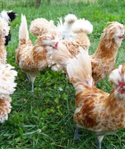 Frizzle For Sale