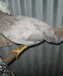 Blue Partridge Leghorn For Sale