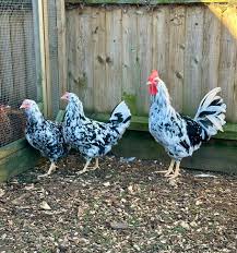 Leghorn (Exchequer) For Sale