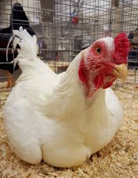 Cornish Chickens For Sale