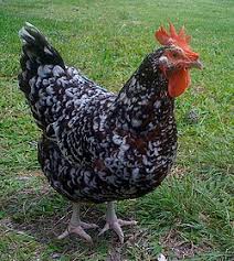 Sussex (Speckled) For Sale
