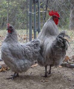 Orpington (Lavender) For Sale