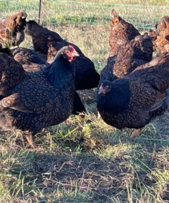 Silver Barnevelder For Sale