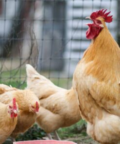Buff Orpington For Sale
