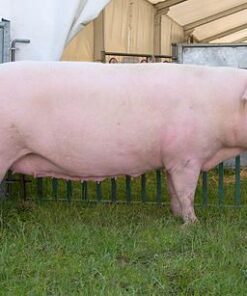 Landrace For Sale