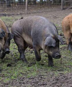 Duroc For Sale
