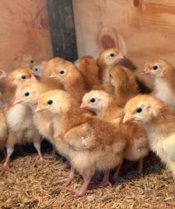 1 Day Old Chicks