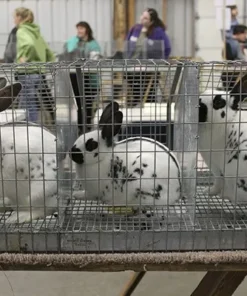 Exhibition Rabbits — R2,000 – R5,000 For Sale