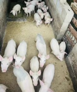 Large White For Sale