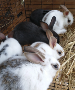 New Zealand — R150 – R400 For Sale