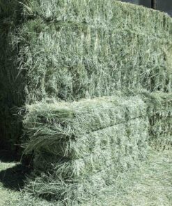 Teff Hay For Sale