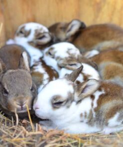 Rex Rabbit — R1,000 – R2,000 For Sale