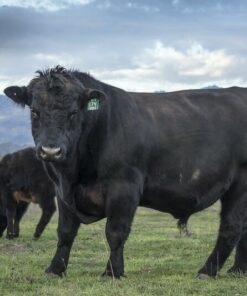 Angus For Sale