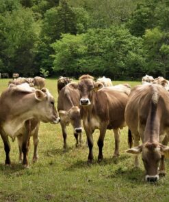 Brown Swiss For Sale