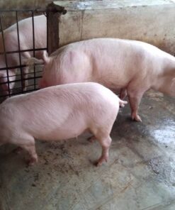 Large White For Sale