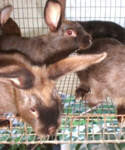Satin Rabbit — R1,000 – R2,000 For Sale