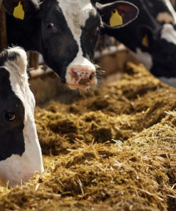 Dairy Feed For Sale