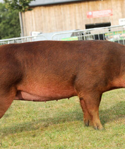 Duroc For Sale