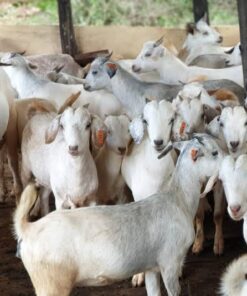 Savanna Goats For Sale