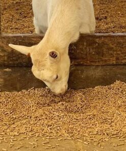 Dairy Goat Feed — R320 For Sale