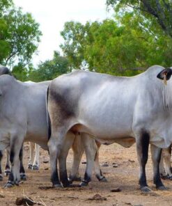 Brahman For Sale