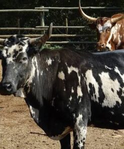 Nguni For Sale