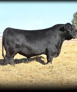 Angus For Sale