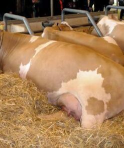 Simmental For Sale