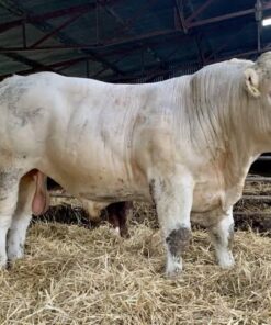 Charolais For Sale