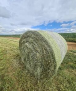 Eragrostis Grass For Sale