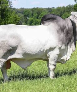 Brahman For Sele