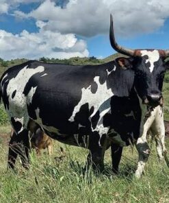 Nguni For Sale