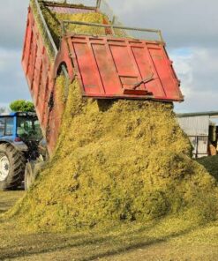Maize Hay For Sale