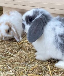 Mini Lop — R700 – R1,300 For Sale