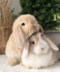 Holland Lop — R800 – R1,500 For Sale