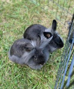 Lionhead — R700 – R1,500 For Sale