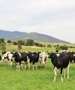 Holstein Friesian For Sale