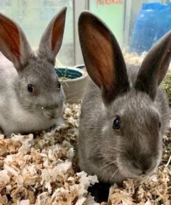 Havana Rabbit — R900 – R1,800 For Sale