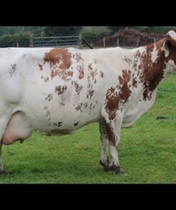 Ayrshire For Sale