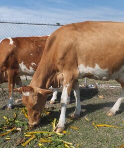 Guernsey For Sale