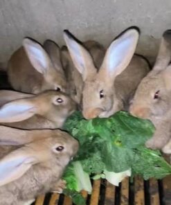 Flemish Giant — R1,500 – R3,500 For Sale