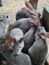 Giant Chinchilla — R1,800 – R3,500 For Sale