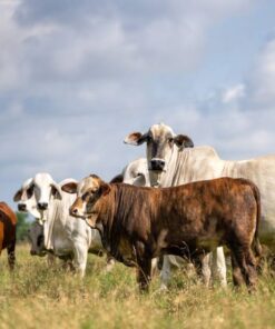 Brahman For Sale
