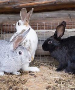 Hybrid Meat Rabbits — R250 – R500 For Sale
