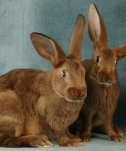 Premium Breeds — R1,000 – R2,500 For Sale